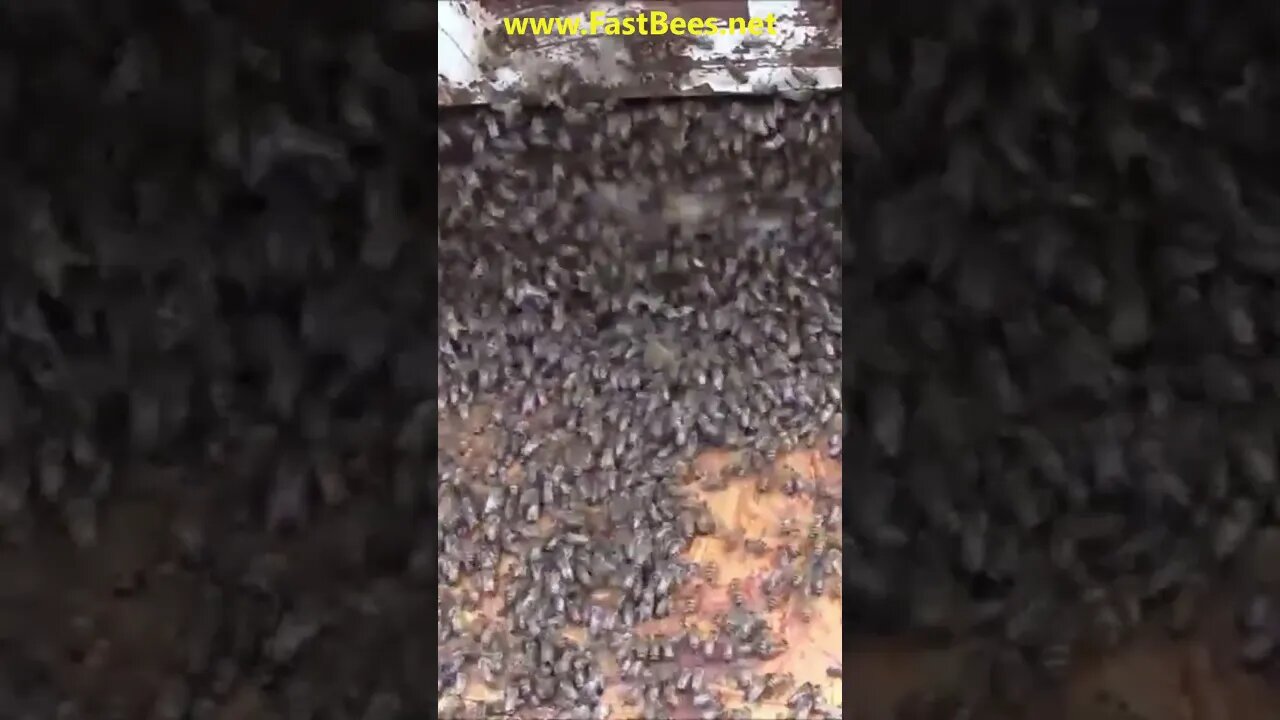 Thousands Of Bees Are Marching to Hive
