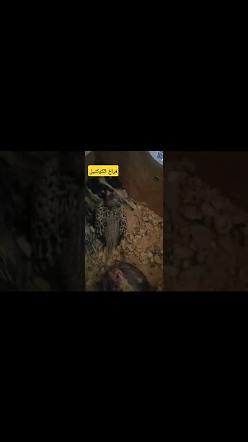 فراخ طائر الكوكتيل لاتينو عين حمراء كيوت روعة