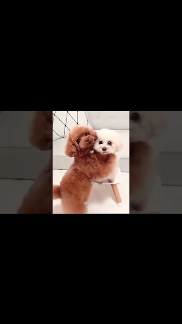 yeah #shorts #pug #xyzbca #viral