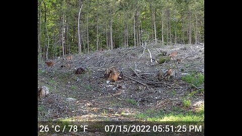 Multiple deer's just grazing and hanging out