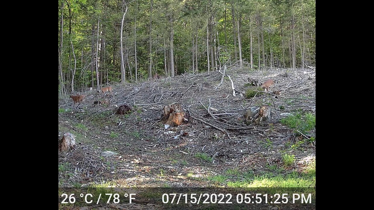 Multiple deer's just grazing and hanging out