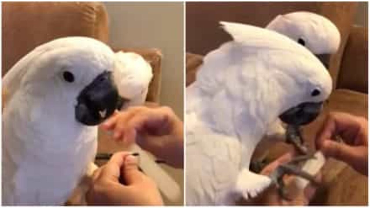 I cacatua adorano la manicure!