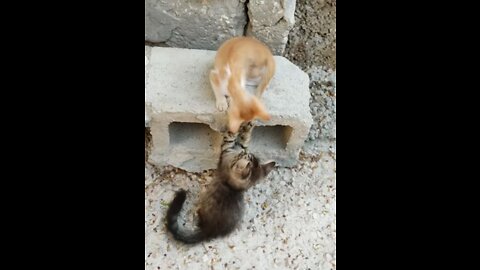 Two little cat fight un play