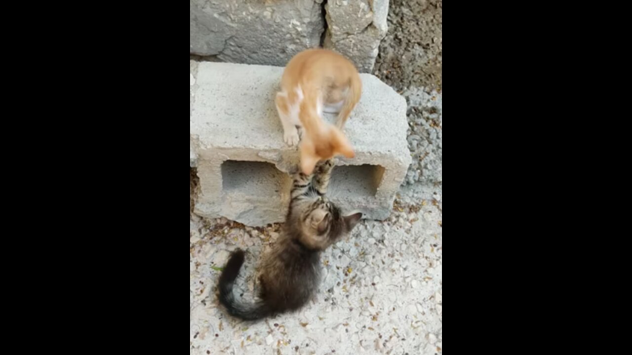 Two little cat fight un play