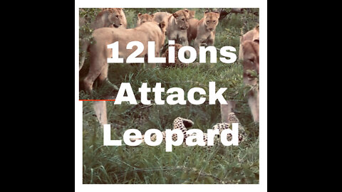 12 LIONS attack LEOPARD!