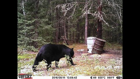 Ontario Semi-guided Bear bowhunt