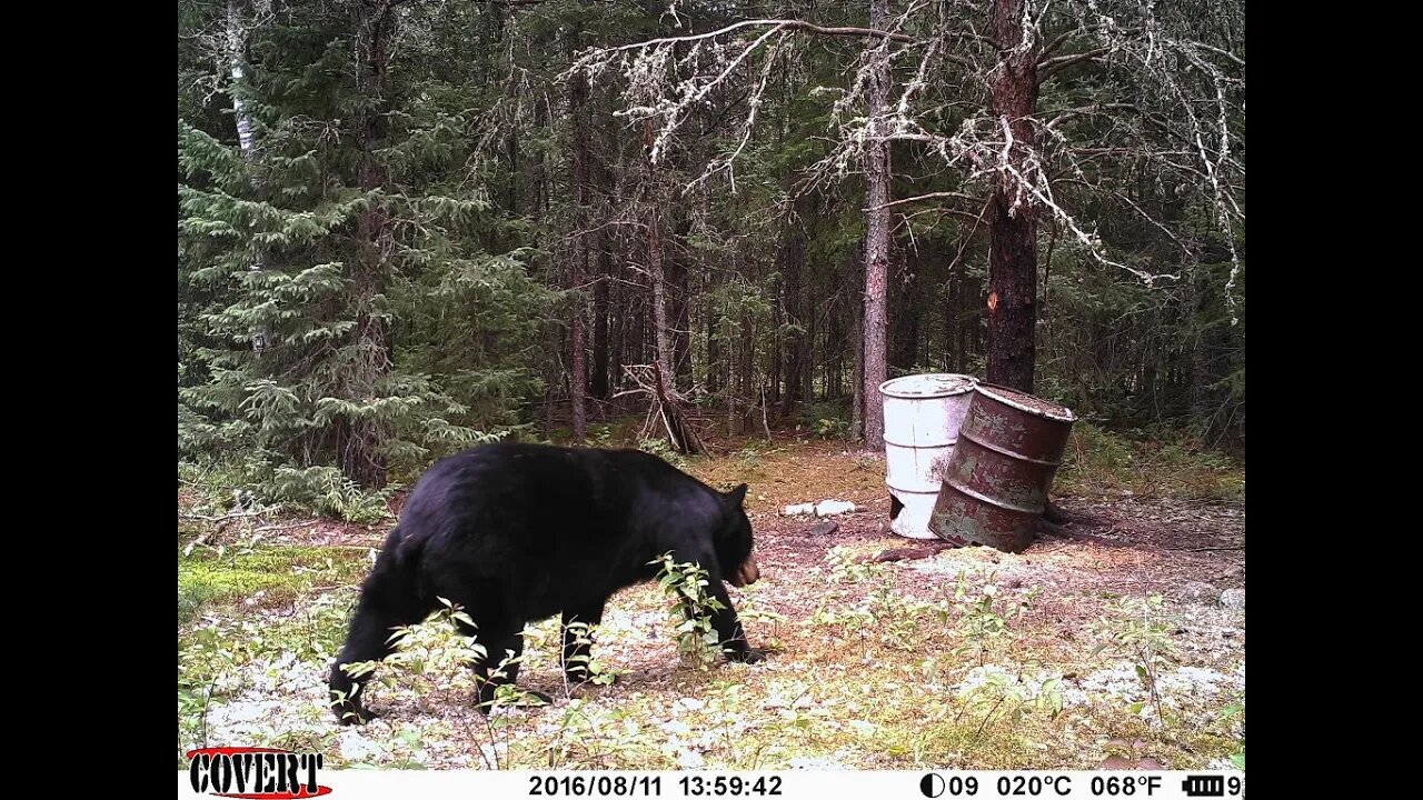 Ontario Semi-guided Bear bowhunt