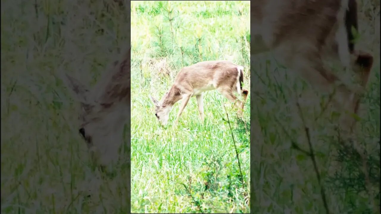 Deer herd walking through the trees