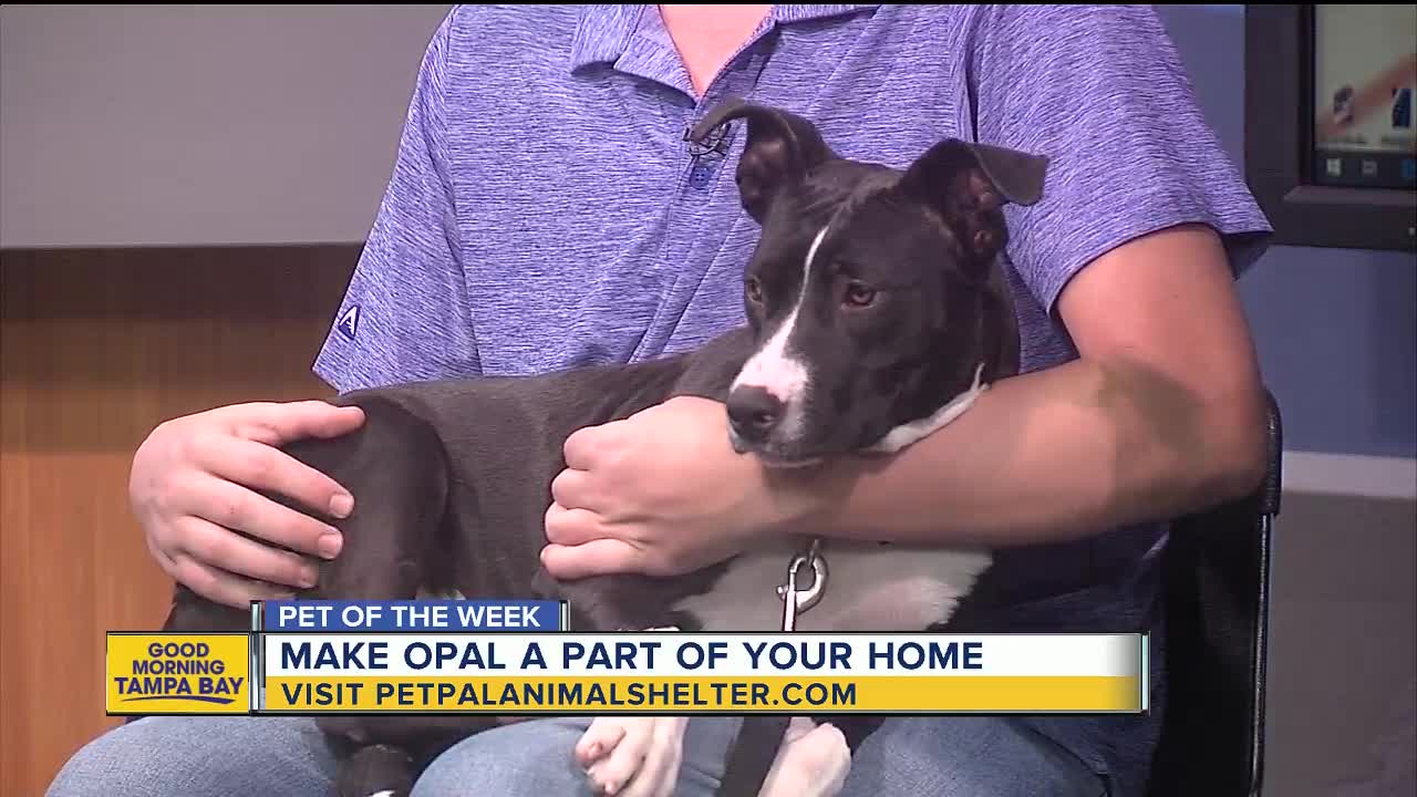 Pet of the week: Opal is an energetic 14-month-old girl who needs a loving home