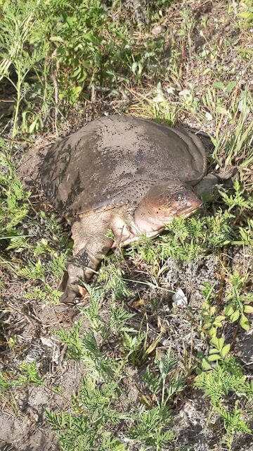 Soft Shell turtle comes out to greet