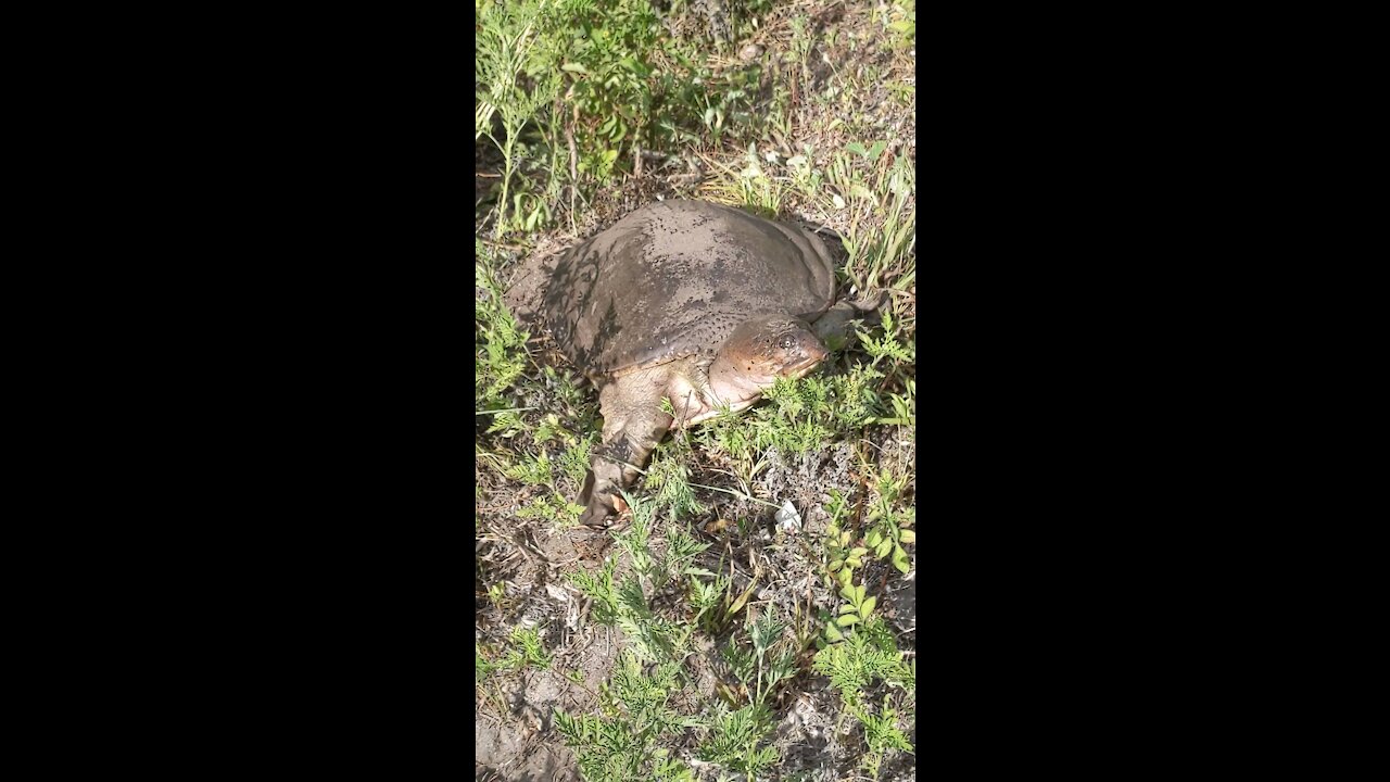 Soft Shell turtle comes out to greet