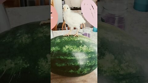 Chick VS Watermelon Size 🍉 🐣