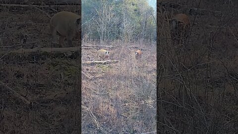 HerefordX pigs hanging out in the brush @UncleTimsFarm #kärnəvór