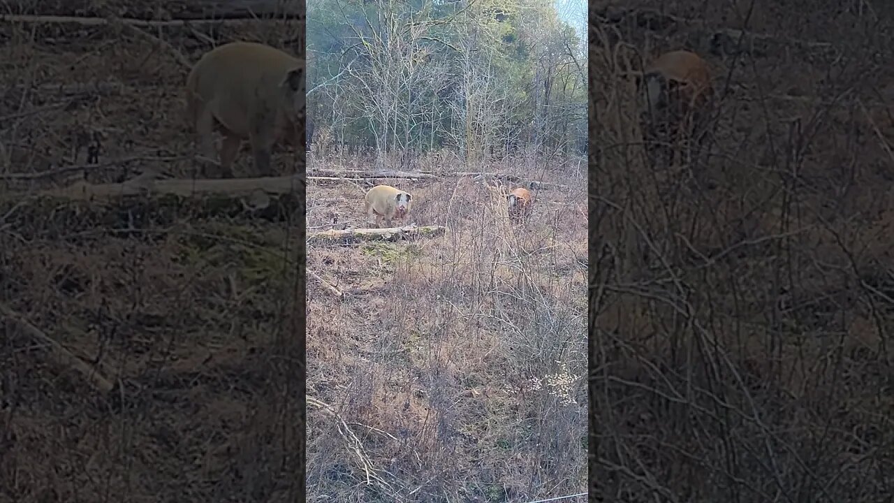 HerefordX pigs hanging out in the brush @UncleTimsFarm #kärnəvór