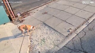 Cagnolina fa la pipì mentre fa la verticale