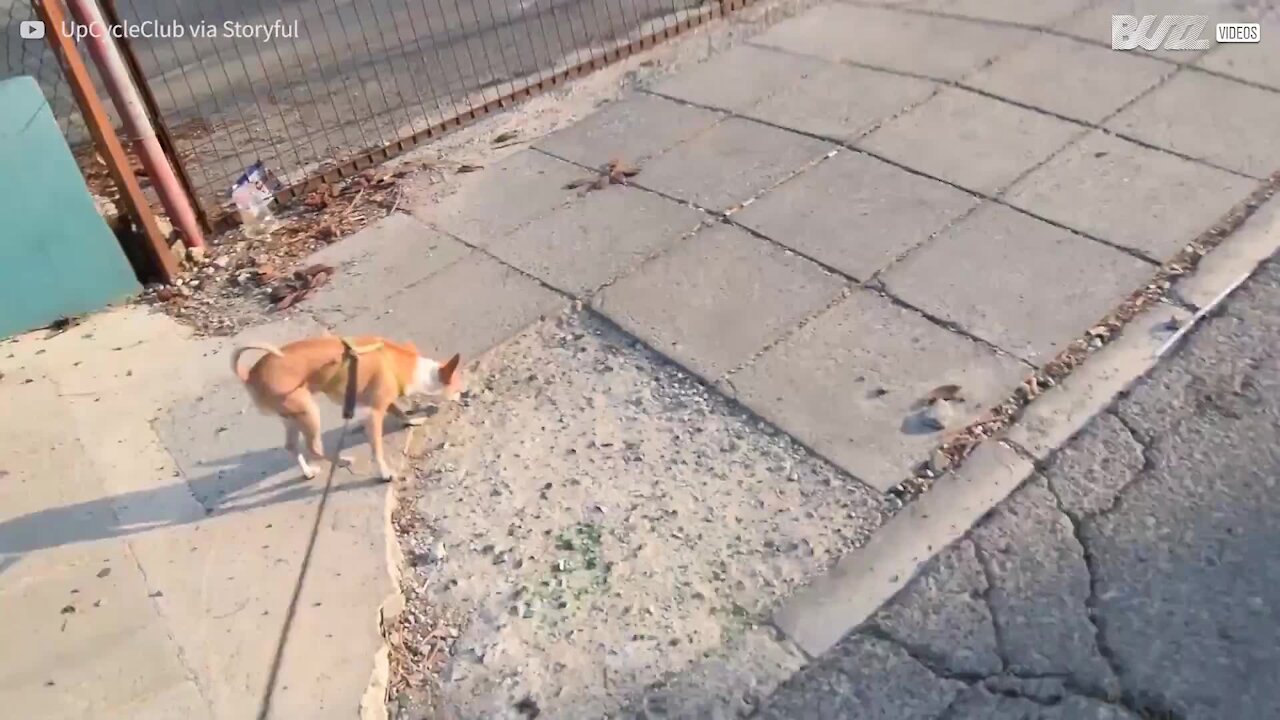 Cagnolina fa la pipì mentre fa la verticale