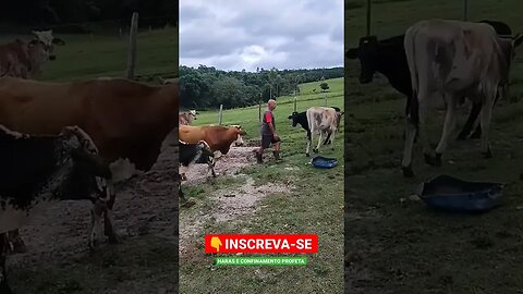 No meio da doida invisível 🤠#shorts #animals #roça #bicho #agro #fazenda #sitio #agropecuaria #sp