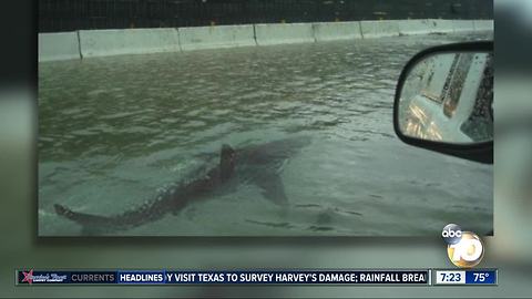 Fake Harvey aftermath photos