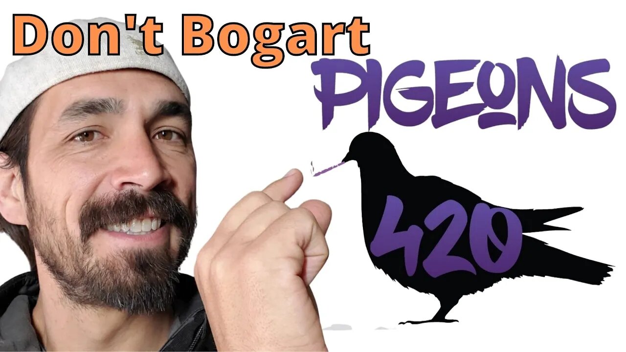 Learn the Origin Story Of Pigeons420