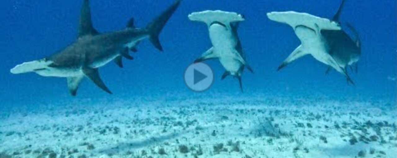 Great Hammerheads