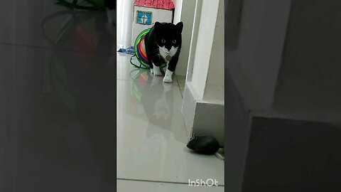 Gato Bartolomeu Tunico brincando 😸