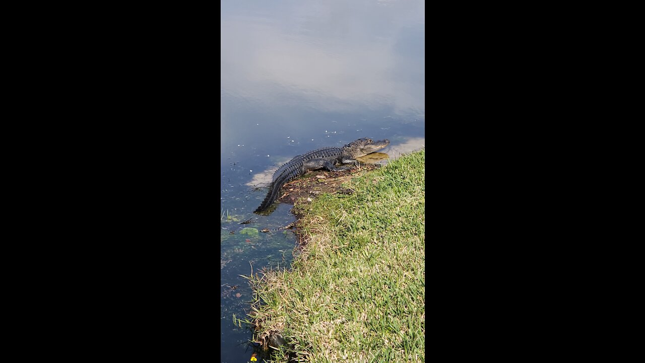 My weekly check on SID the mamma gator and her babies