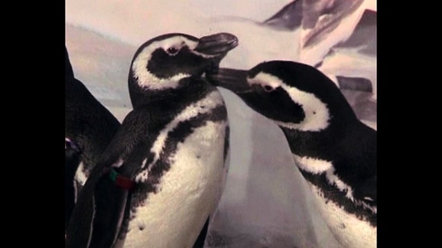 Penguin Wedding