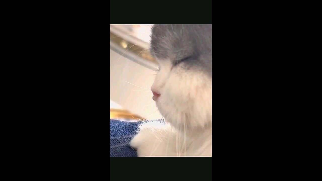 funny sleeping cat