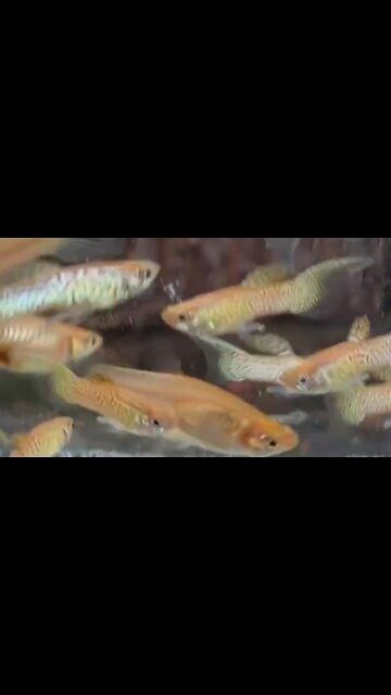 guppy fish