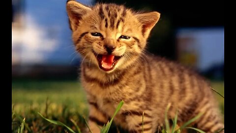 Cats talking !! these cats can speak english better than hooman-6