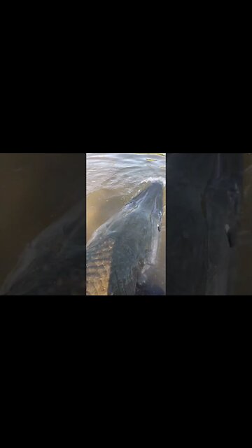 She Left Me Almost Speechless