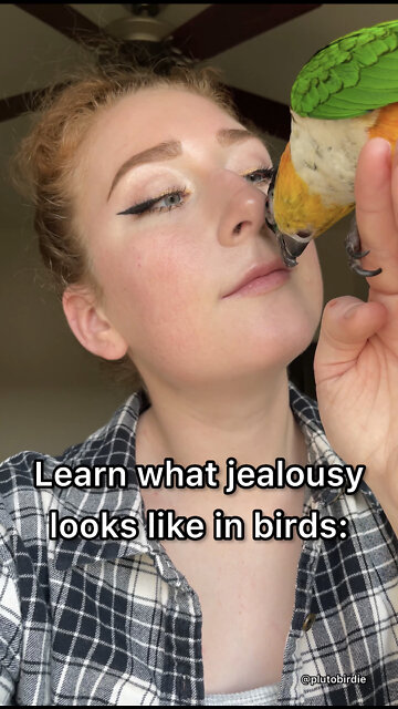 Learn what jealousy looks like in birds