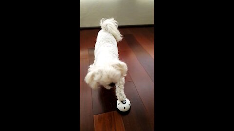 Did he success by accident?