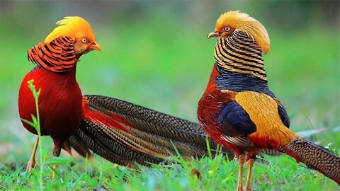 Beautiful Golden Pheasants and Wading Birds