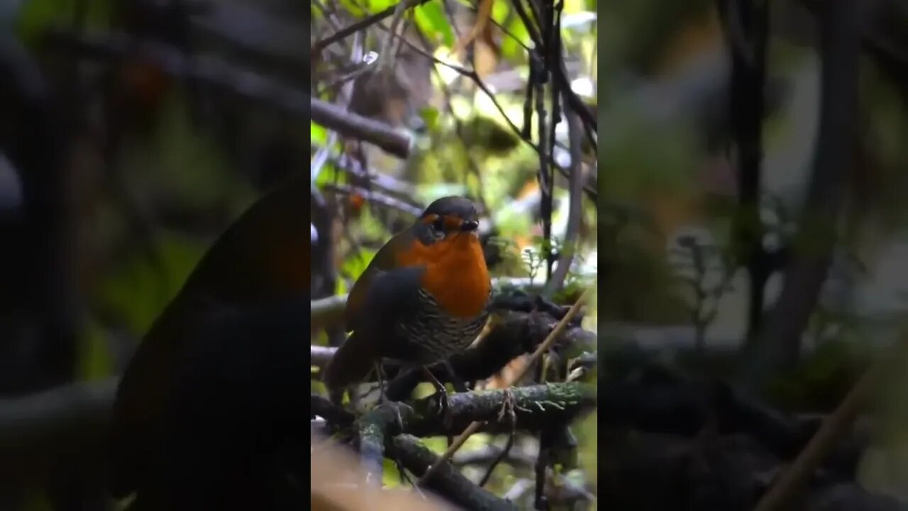 Translation:“What the hell is going on in this world!”