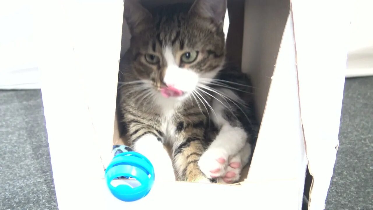 Kitten Is in the Bathroom of His Little House