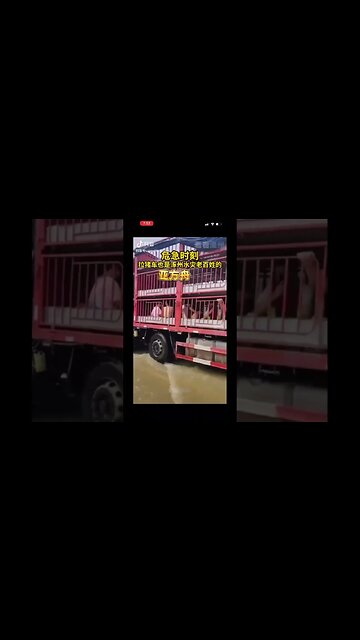 People in Flood-affected Area of Zhuozhou Evacuated in Pig-pen Truck