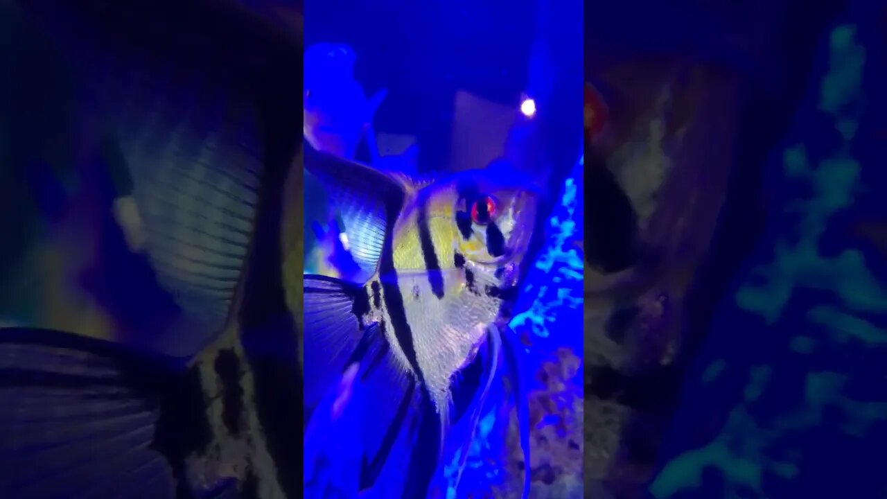 🐡 Tropical 🐡 Fish Tank 08 #shorts