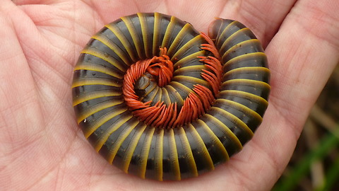 Giant Millipede from the Amazon rainforest of Ecuador