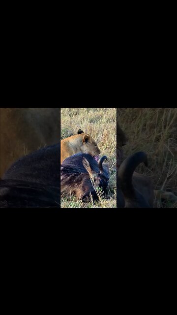 Lioness Feasting #shorts | #ShortsAfrica