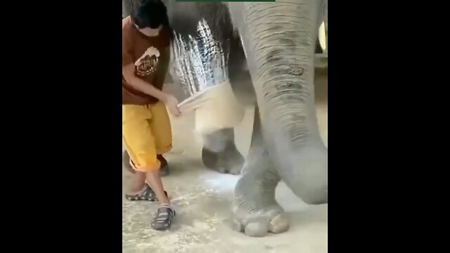 Elephant Duplicate Leg