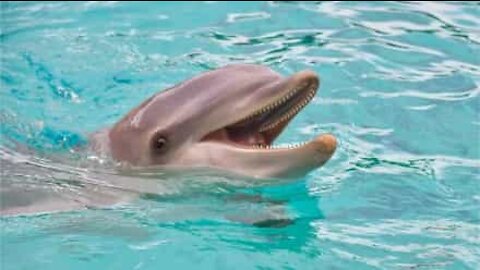 Ce dauphin secoue la tête pour répondre à une question