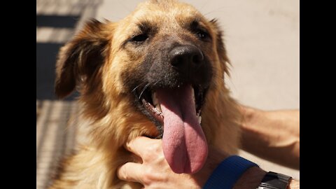 Dog training videos for beginners | New dog owner training and Where to start dog training!