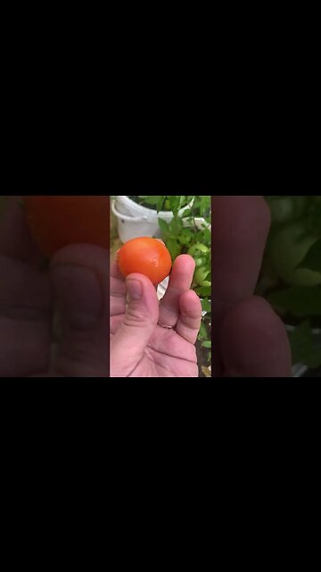 Picking up a new tomato from my garden-small but sweet
