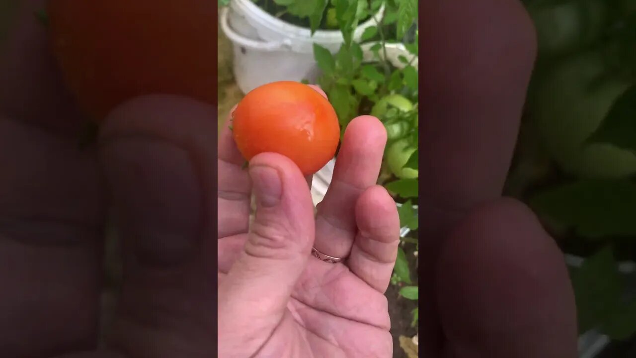 Picking up a new tomato from my garden-small but sweet