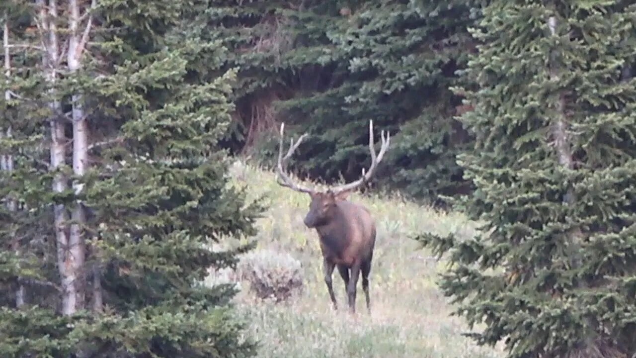 WOW! HIS 4ths. . . SPEARS! SEPTEMBER HAS BEGUN! Monster Bull Elk tending cows!