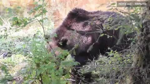 Um encontro com um urso nada assustador!