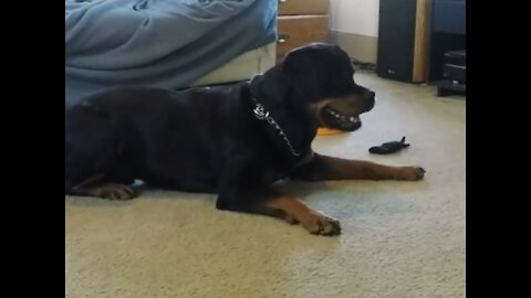 Rottweiler and Cat Playing Together