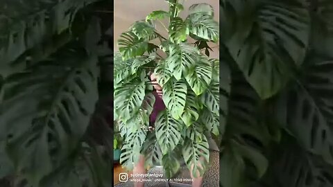 Definitely not unholey ;) #monsteraadansonii subspecies laniata
