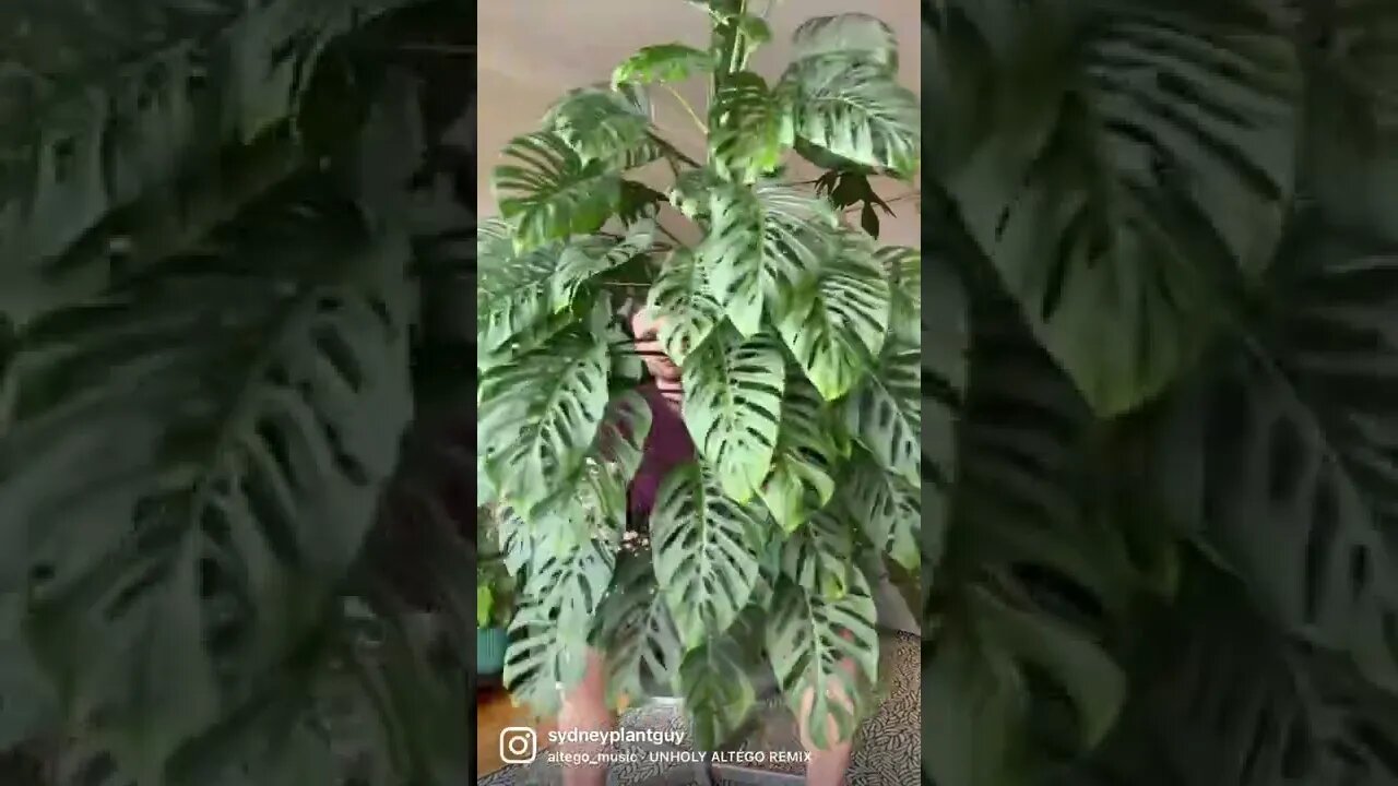 Definitely not unholey ;) #monsteraadansonii subspecies laniata